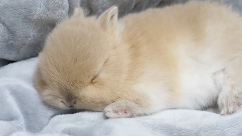 毛づくろいをしてくれる子うさぎ