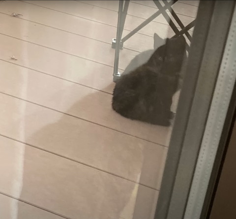 外にいる子猫