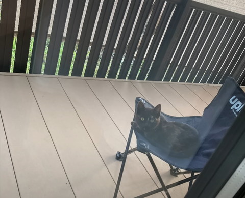 テラスでくつろぐ猫