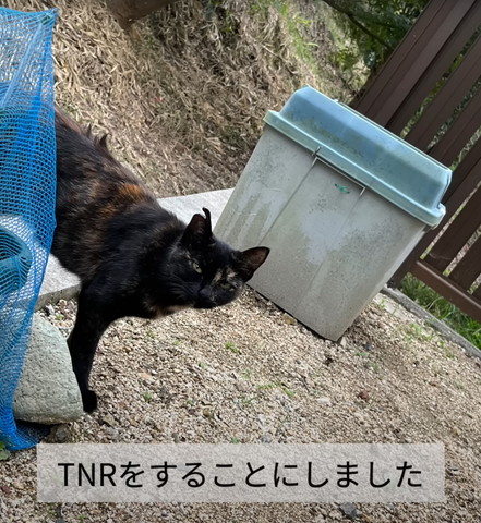 TNRをすることにテロップ