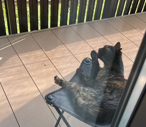毛づくろいしてる猫