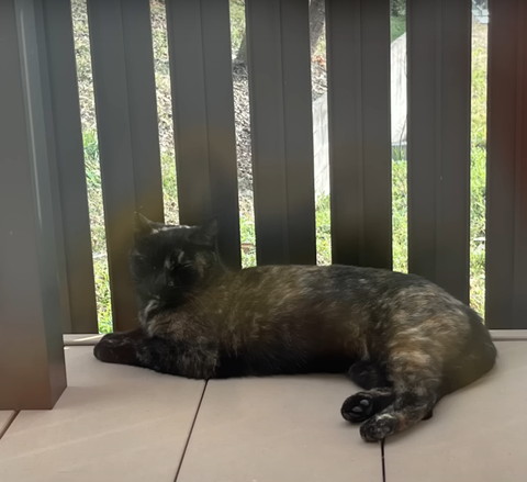 テラスでくつろいでる猫