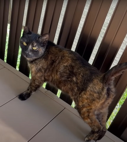 片足あげてる猫