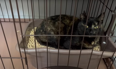 トイレの上に猫