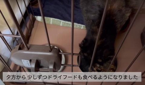 カリカリ食べる猫