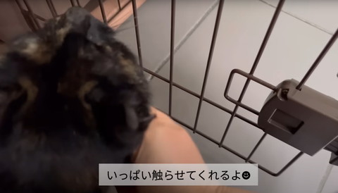 いっぱい触らせてくれるよテロップ