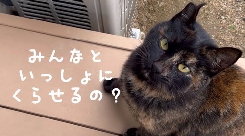 サビ猫アップ