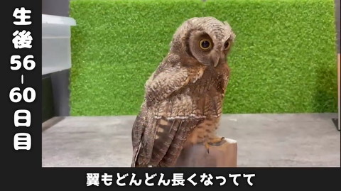 フクロウ