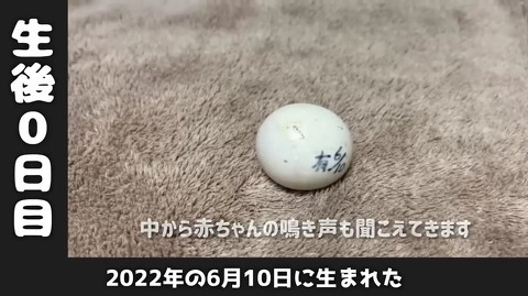 フクロウ