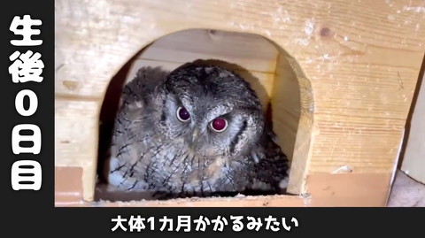 フクロウ