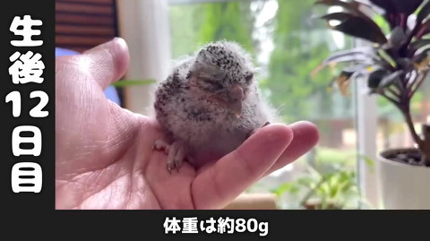 フクロウ