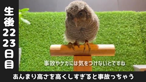 フクロウ