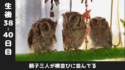 フクロウ