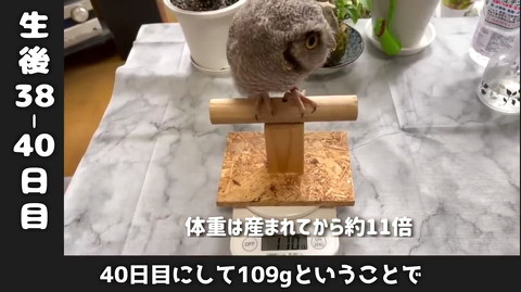 フクロウ