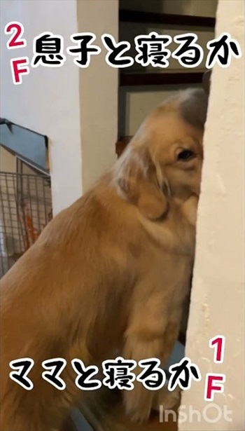 悩むゴールデン