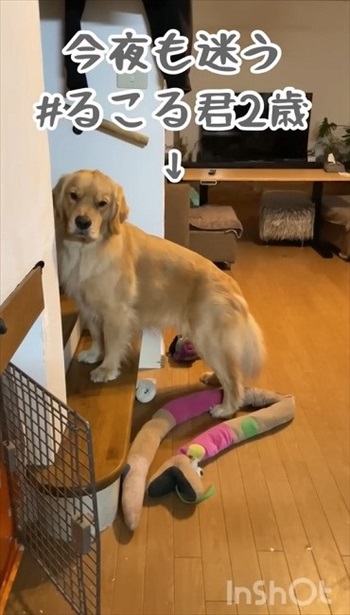 誰と寝るか迷う大型ワンコ