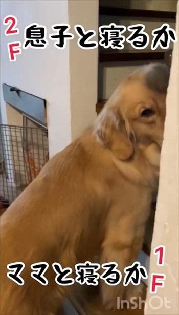 誰と寝るか迷う大型ワンコ