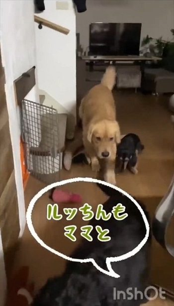 誰と寝るか迷う大型ワンコ