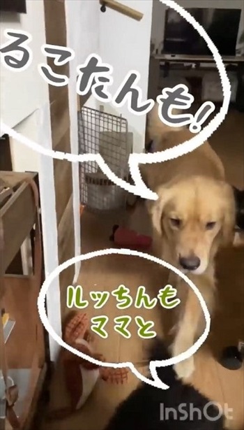 誰と寝るか迷う大型ワンコ