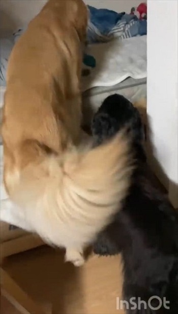 誰と寝るか迷う大型ワンコ