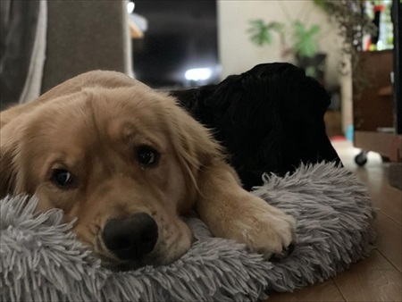 誰と寝るか迷う大型ワンコ