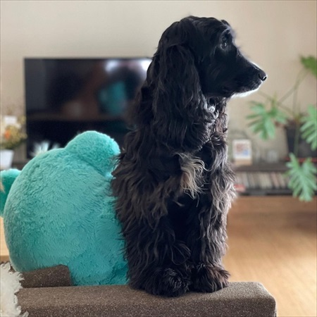 誰と寝るか迷う大型ワンコ