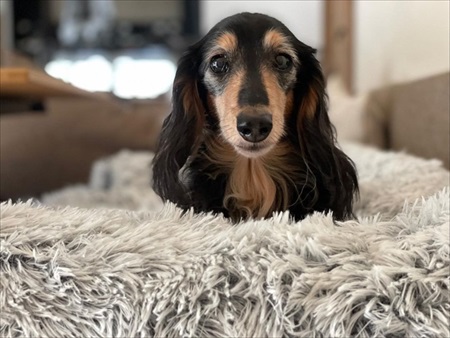 誰と寝るか迷う大型ワンコ