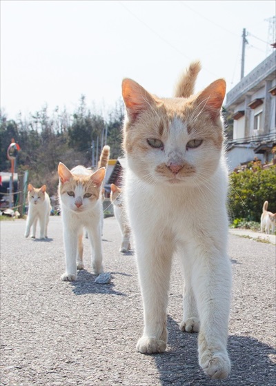 ずんずんやってくる猫