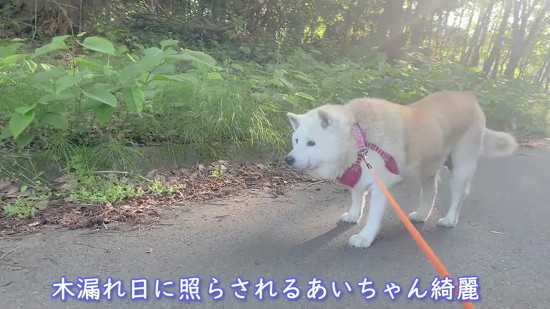 木漏れ日と柴犬
