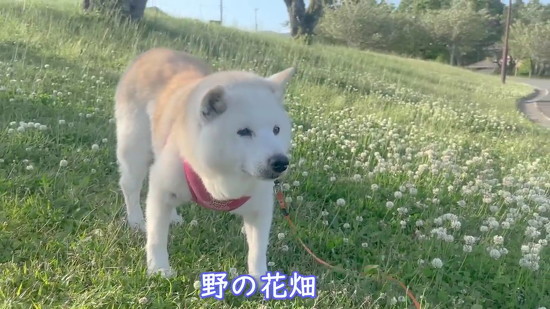 花と柴犬