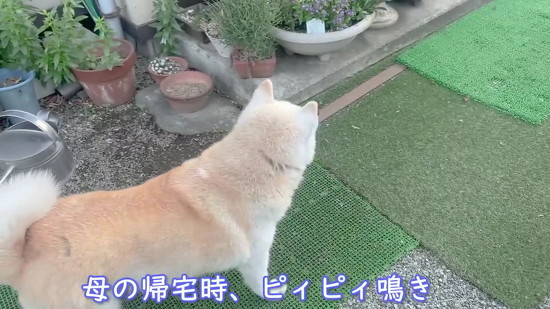 鳴く柴犬