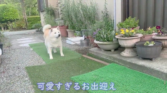 立ち止まる柴犬