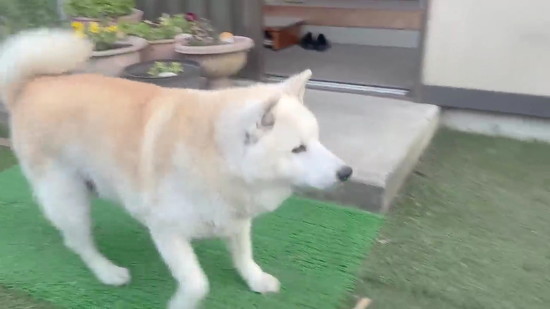 駆け寄る柴犬