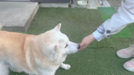 帰ってきた母と柴犬