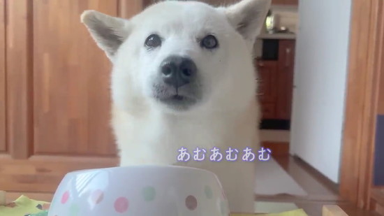 散歩後のごはんを食べる犬