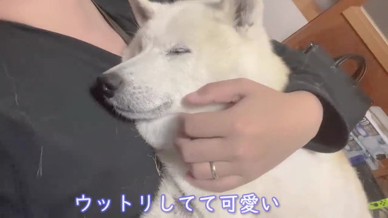 うっとりする柴犬
