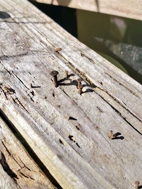 錆びた くぎ きのこ 見た目 似てる