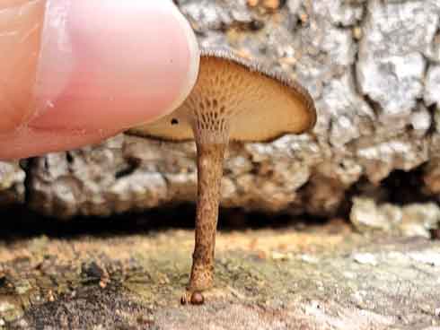 錆びた くぎ きのこ 見た目 似てる