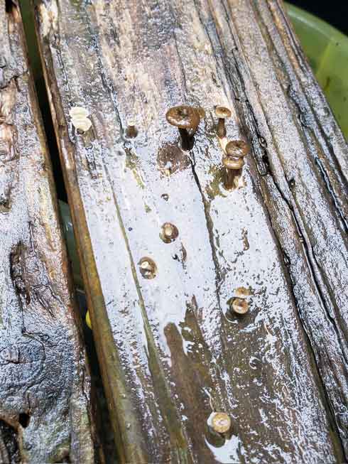 錆びた くぎ きのこ 見た目 似てる