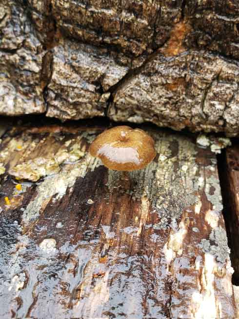 錆びた くぎ きのこ 見た目 似てる