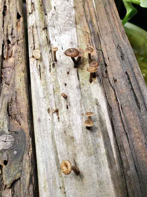 錆びた くぎ きのこ 見た目 似てる