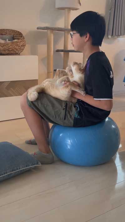 ジタバタする猫