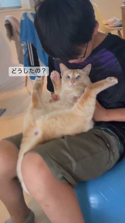見上げる猫