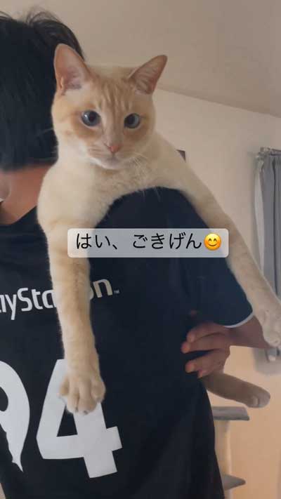 うれしそうな猫