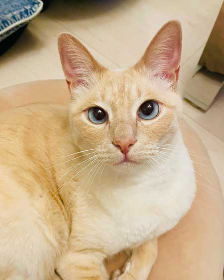 愛嬌ある猫の顔