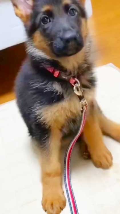 子犬時代のシェパード