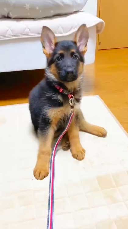 子犬時代のシェパード