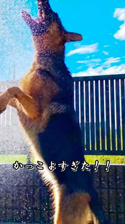 かっこいい成犬になったシェパード