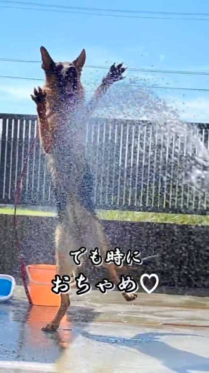 おちゃめなシェパード