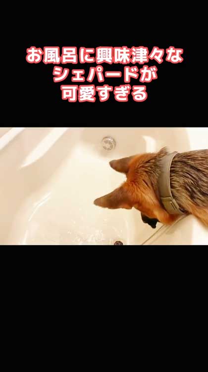 お風呂が気になるシェパード